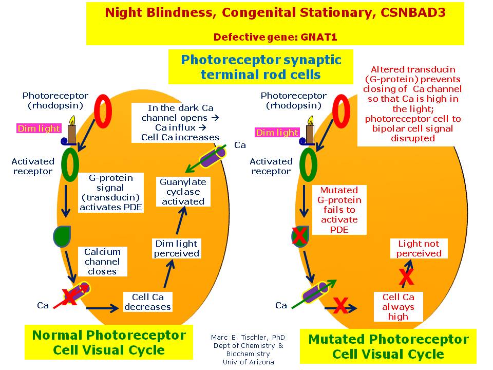 night-blindness-congenital-stationary-csnbad3-hereditary-ocular